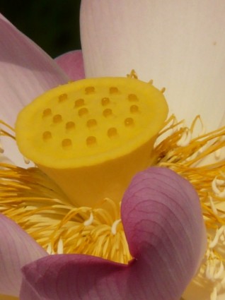 Lotus Lotus blühen