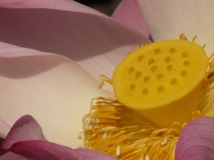 bunga mekar Lotus lotus