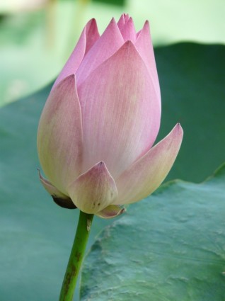 flor de loto lotus blossom