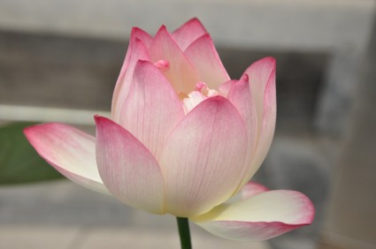 زهرة اللوتس lotus الوردي