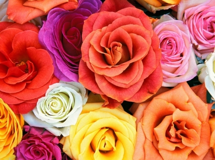 Love Blooms Roses Wallpaper Flowers Nature
