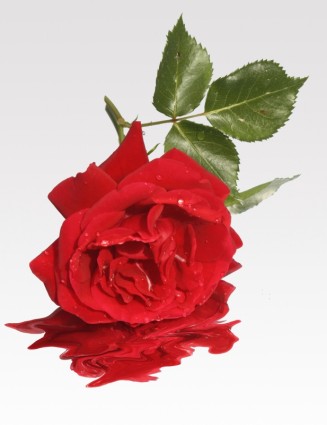miłości kwiat róży