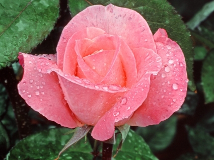 naturaleza de flores precioso papel pintado rosa