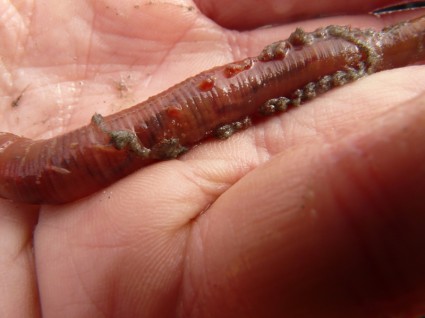 lugworm sâu arenicola marina