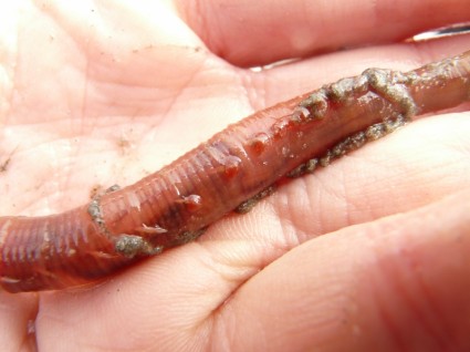 lugworm cacing arenicola marina