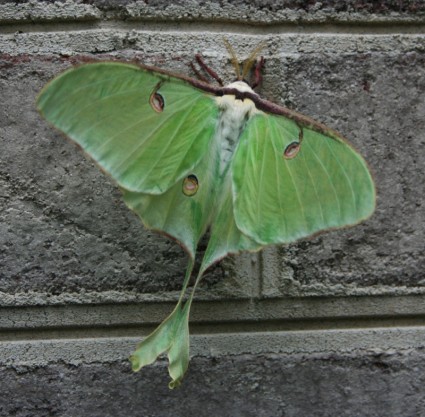 moth luna สีเขียว
