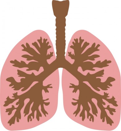 pulmões e brônquios