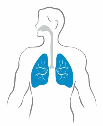 Lungen und menschliche Körper