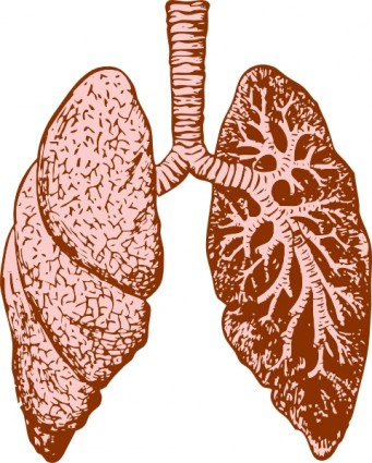 肺をクリップアートします。