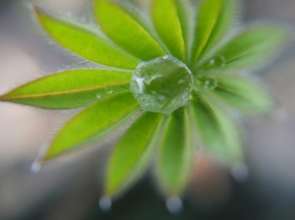 Łubin liść zielony