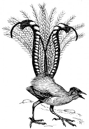 Lyre Bird