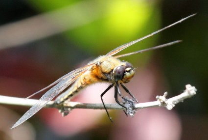 dragonfly makro