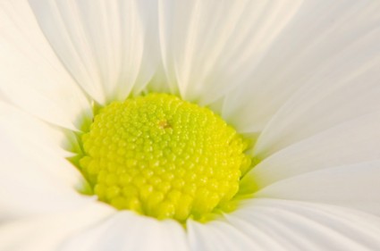 Makro-Blume