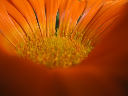 flor naranja de macro