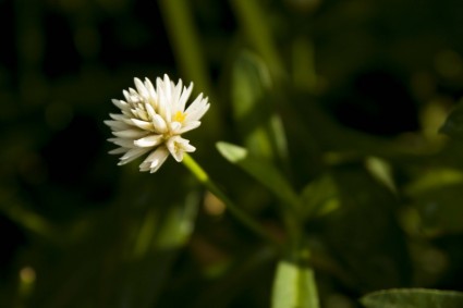 biały kwiat makro