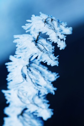 frost hoar makro