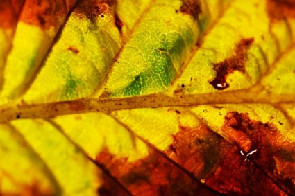 秋の葉のマクロ