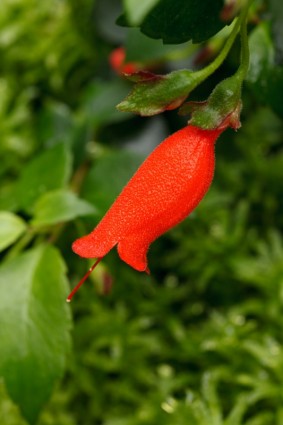 flor roja de macro