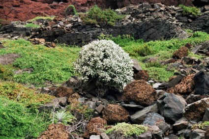 vegetazione di costa orientale di Madeira