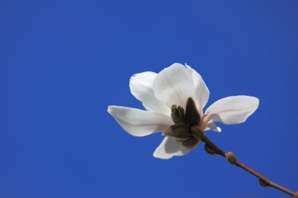 Magnolia bunga
