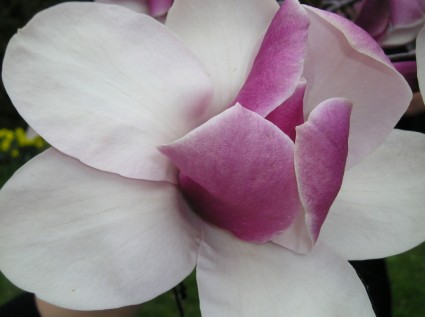 fleur de Magnolia