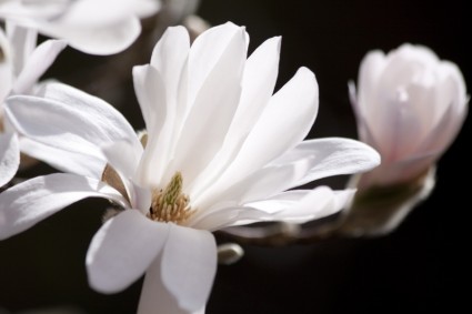 cespuglio di fiori di magnolia