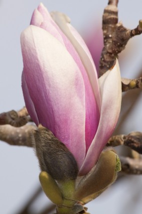 Magnolia Blumen Busch