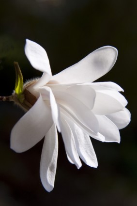 Magnolia Flower Bush