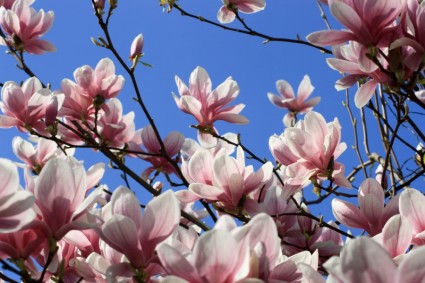 albero di magnolia fiore