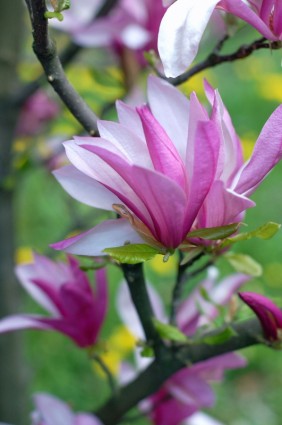 Magnolia bunga
