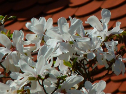 ต้นไม้ออกดอกสีขาวแมกโนเลีย