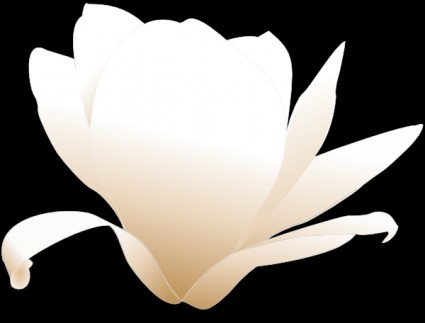 ClipArt bianco magnolia