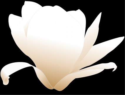 Magnolia biała patriciar