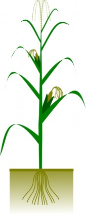 plant de maïs