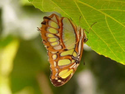 malachite farfalla farfalla siproeta farfalle