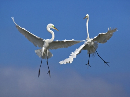 Laki-laki besar egrets pertempuran di penerbangan wallpaper burung hewan