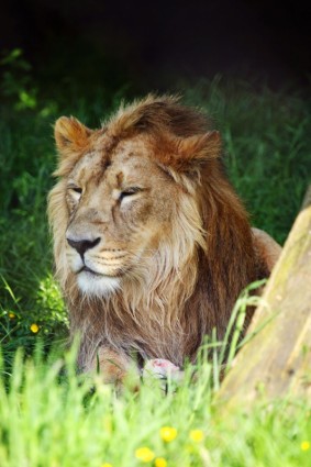 雄のライオン