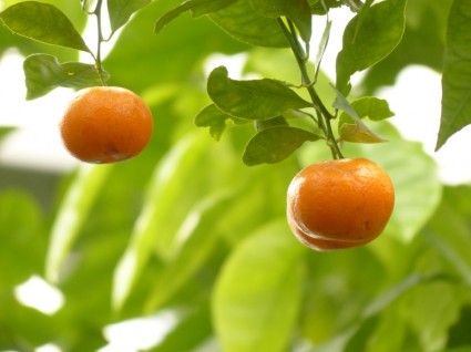 arbre orange mandarine