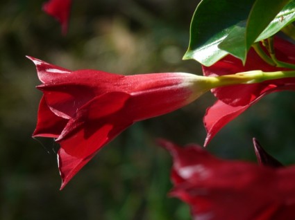 mandevilla 벨 깔때기 모양의 꽃