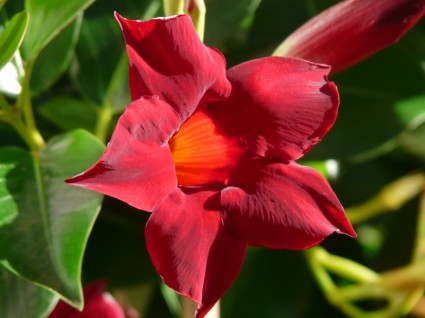 mandevilla ดอกไม้สีแดง