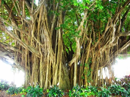 árvore de mangue