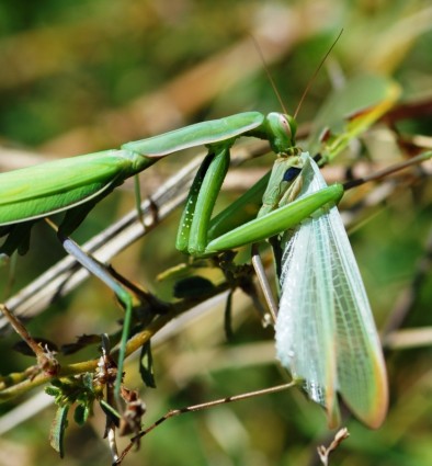 カマキリの緑の昆虫