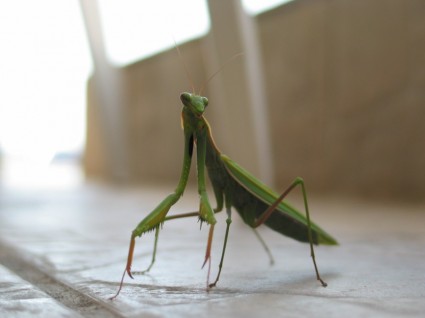 insecto Mantis verde