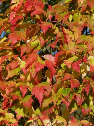메이플에이 서 platanoides 바늘 잎 단풍
