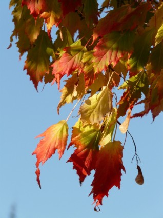 Maple acer platanoides jarum daun maple