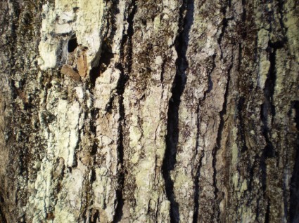 槭树树皮