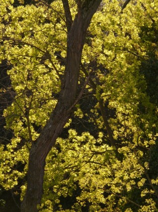 árbol de arce flor flor arce