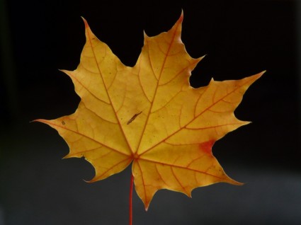 coloriage de journal Maple leaf