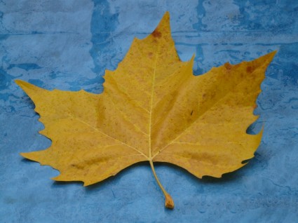 Кленовый лист желтый осенью цвета
