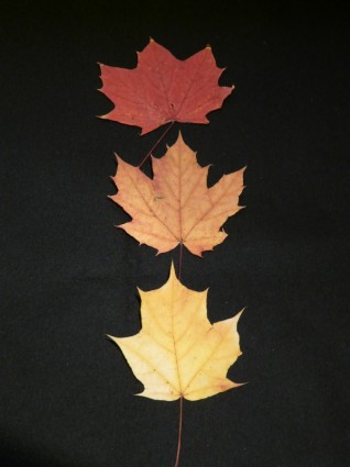 Maple Daun musim gugur daun ditekan
